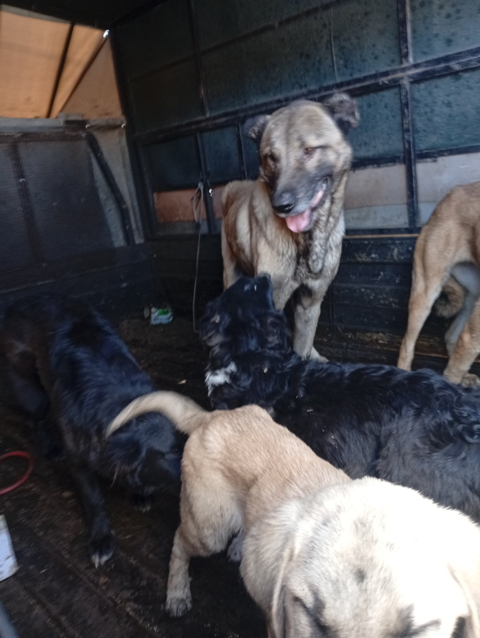 Sahipsiz Köpekler Barınağa Taşındı2