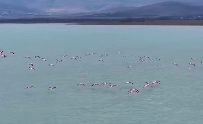 Flamingoların Geri Dönüşü Kırşehir’de Gençlere Ilham Verdi (1)