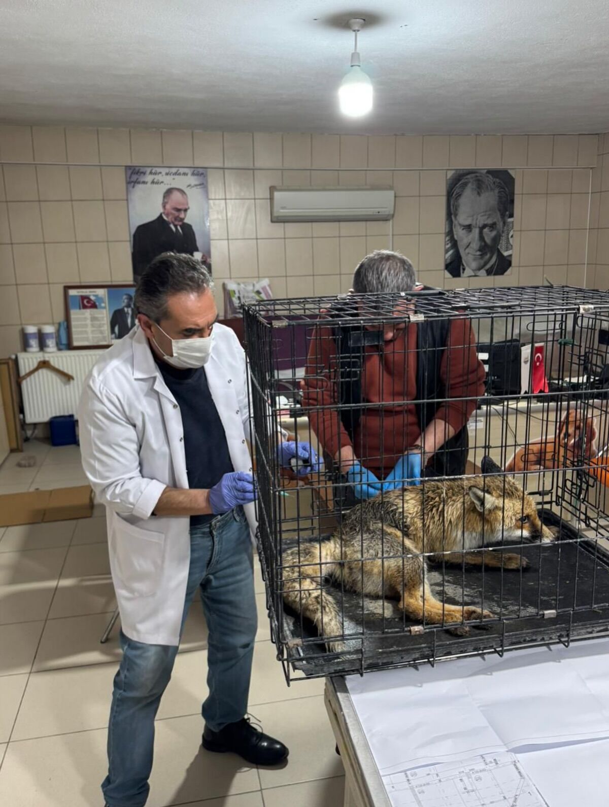 Kırşehir’de Yaralı Tilki Kurtarıldı 4