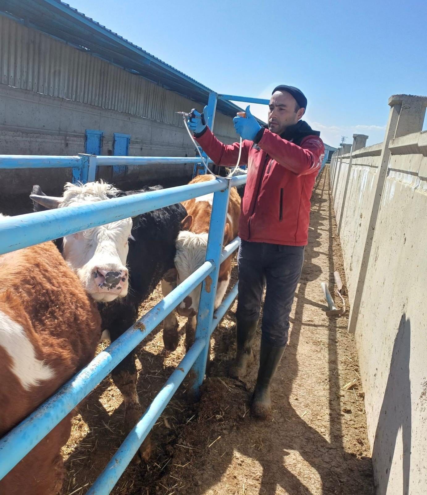 Kırşehir’de Kesimhaneler Denetleniyor, Aşılar Yapılıyor 4