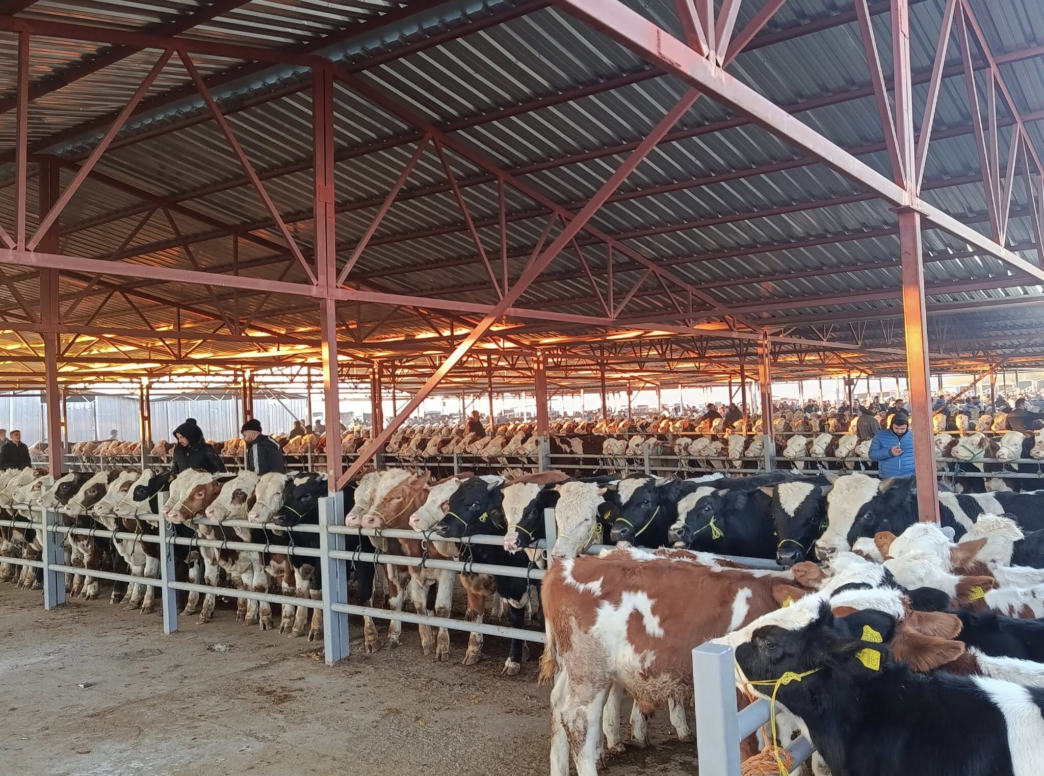 Kırşehir’de Kurban Bayramı Öncesi Fiyatlar Cep Yakıyor 1