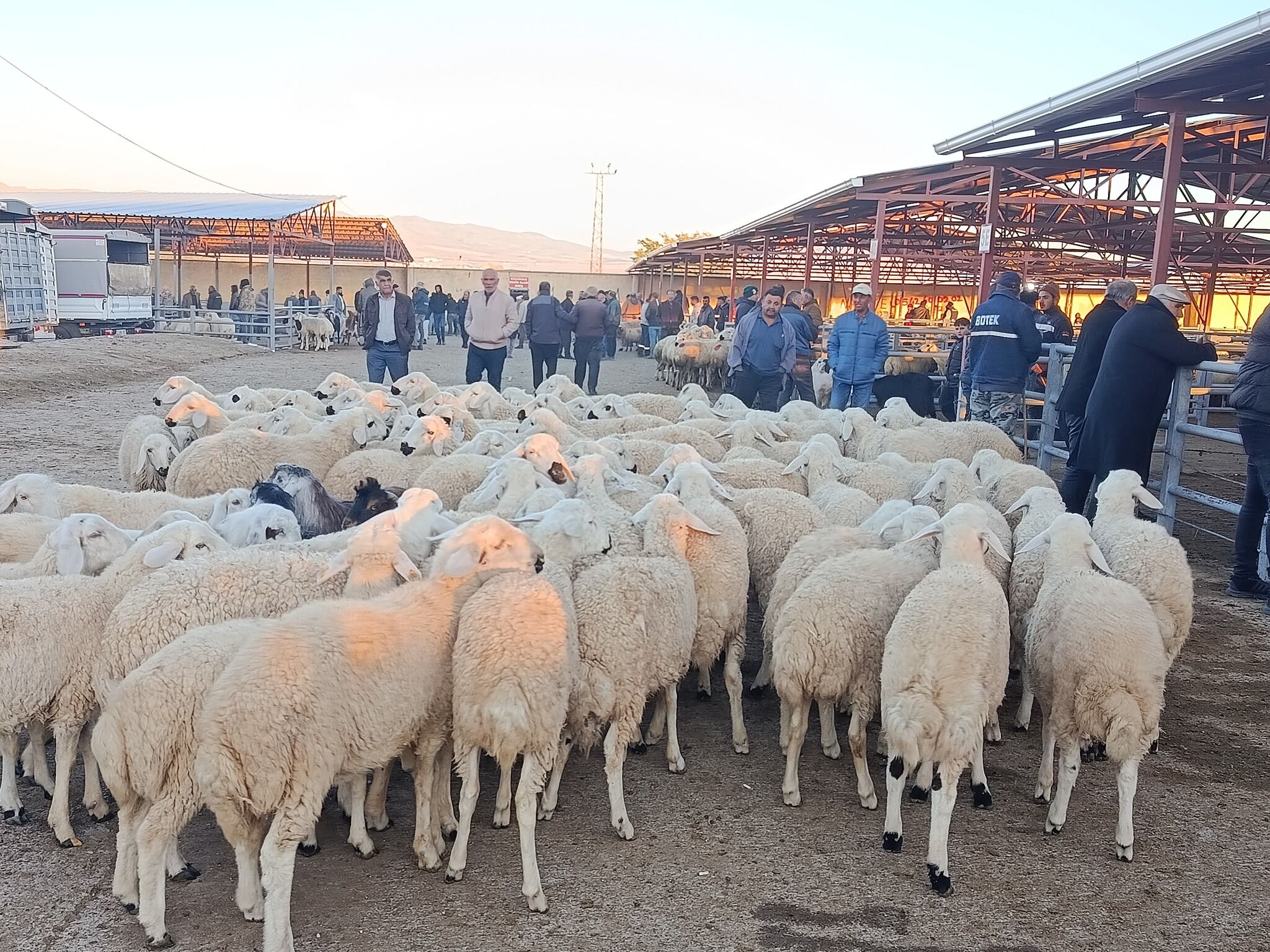 Kırşehir’de Kurban Bayramı Öncesi Fiyatlar Cep Yakıyor 22