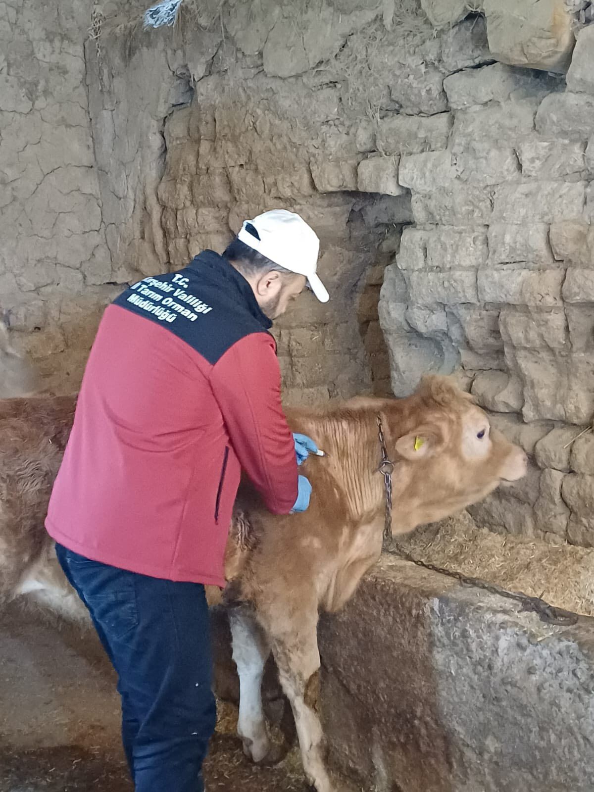 Kırşehir’de Hayvan Sağlığı Çalışmaları Sürüyor 1