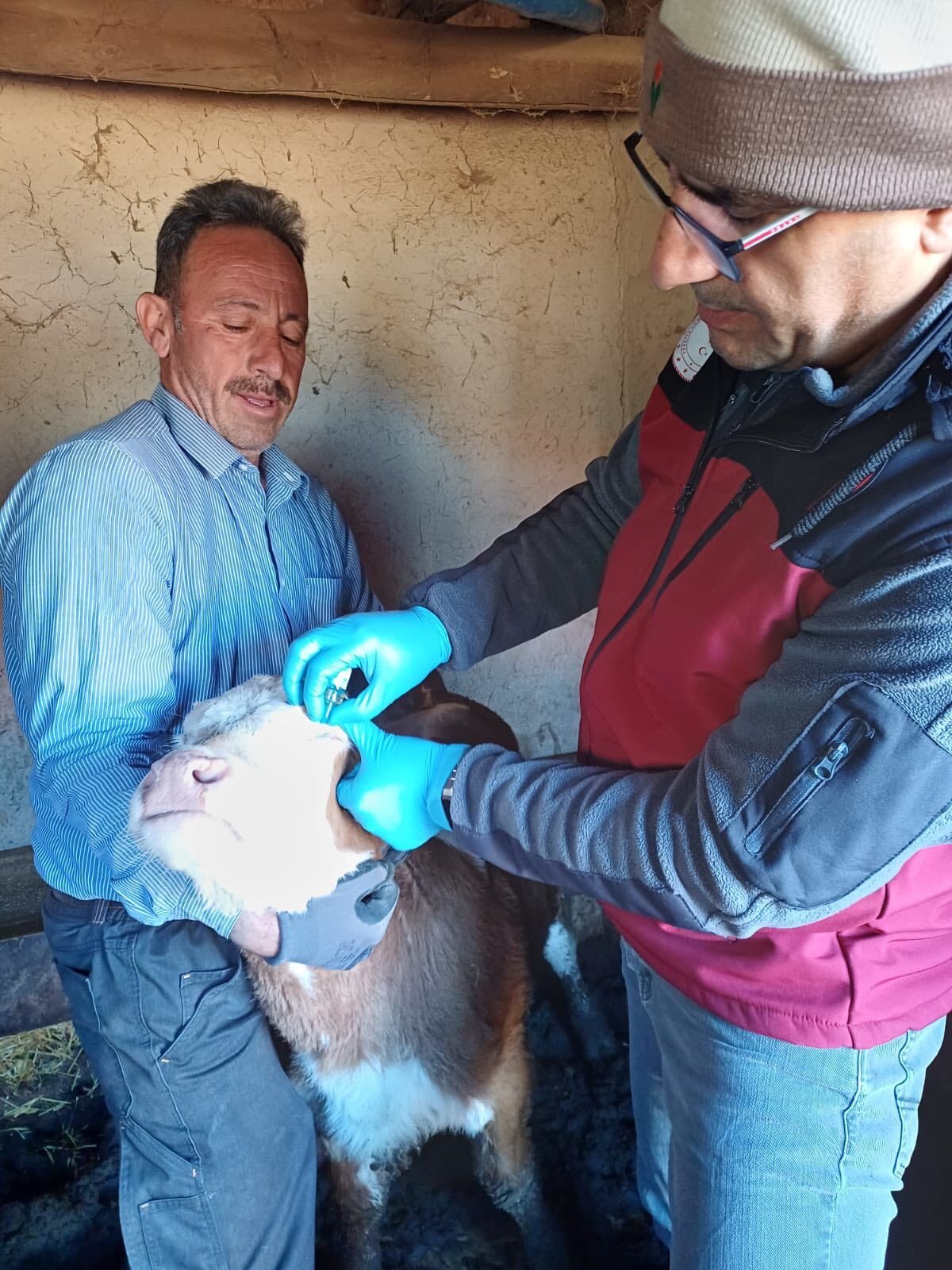 Kırşehir’de Hayvan Sağlığı Çalışmaları Sürüyor