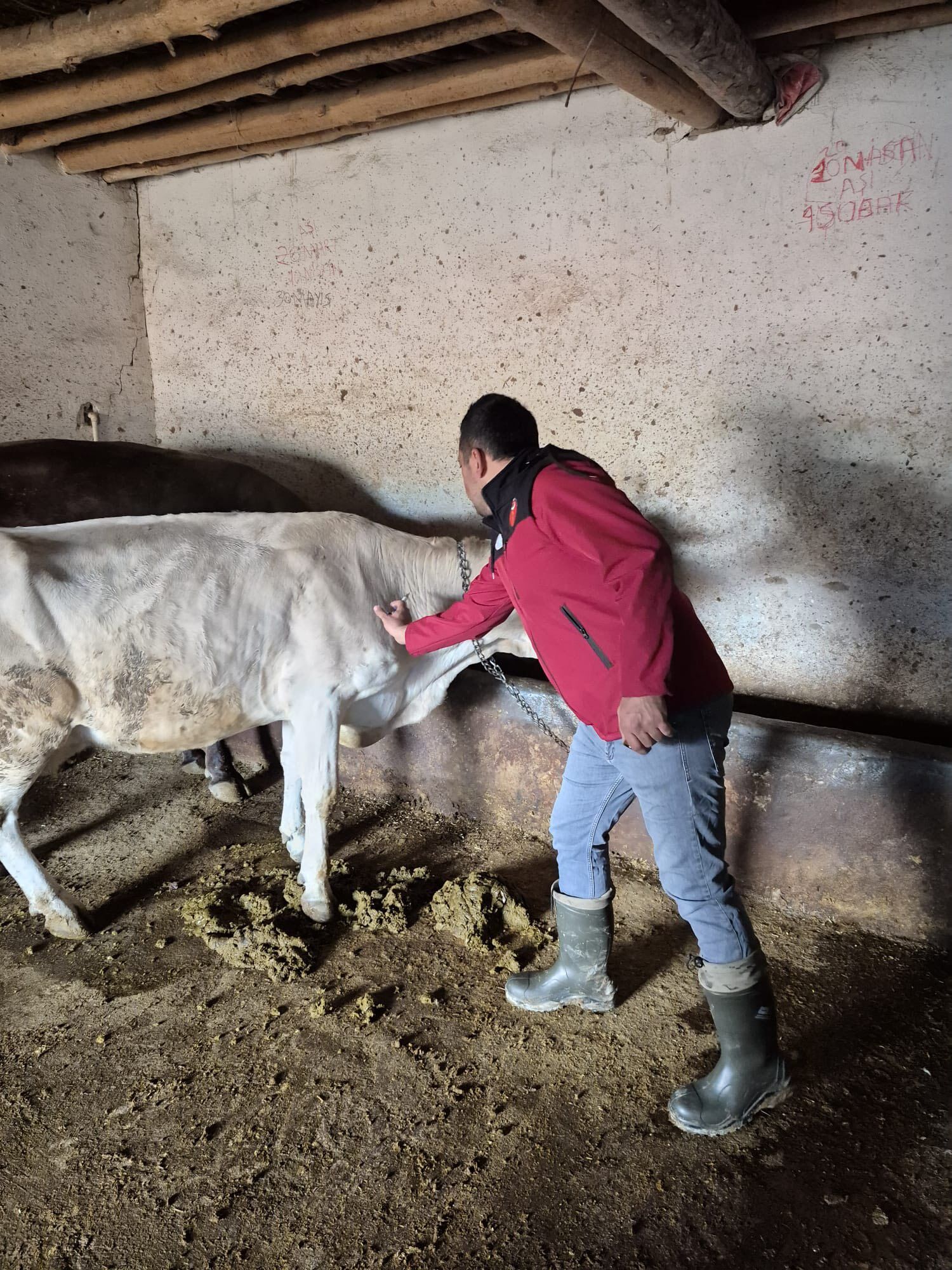 Kırşehir’de Hayvancılıkta Sağlık Kalkanı Güçleniyor 1
