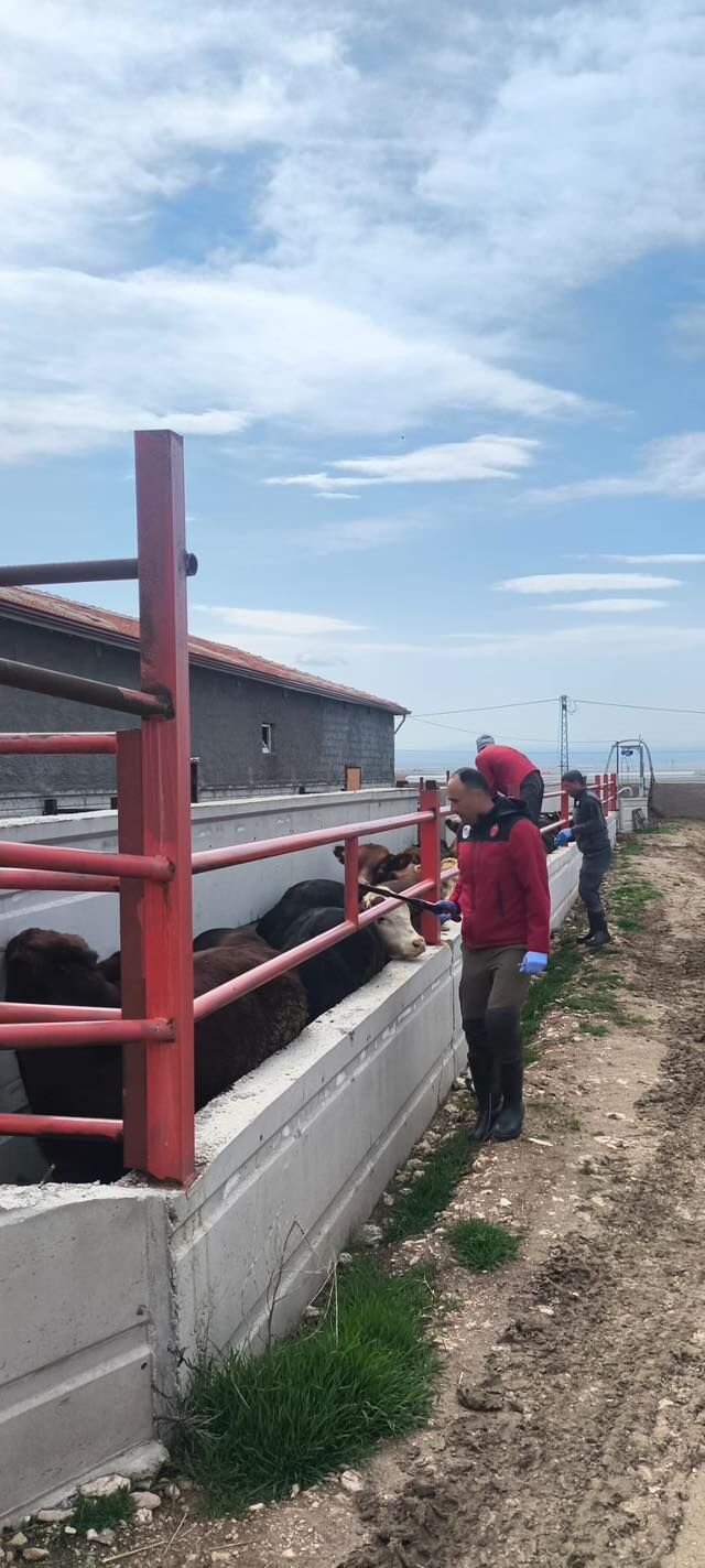 Kırşehir’de Hayvancılıkta Sağlık Kalkanı Güçleniyor 3