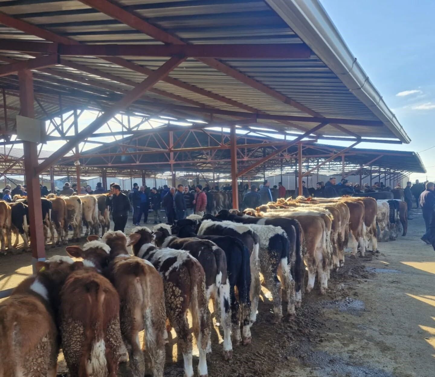 Kırşehir’de Kurbanlık Satışları Hızlandı 3