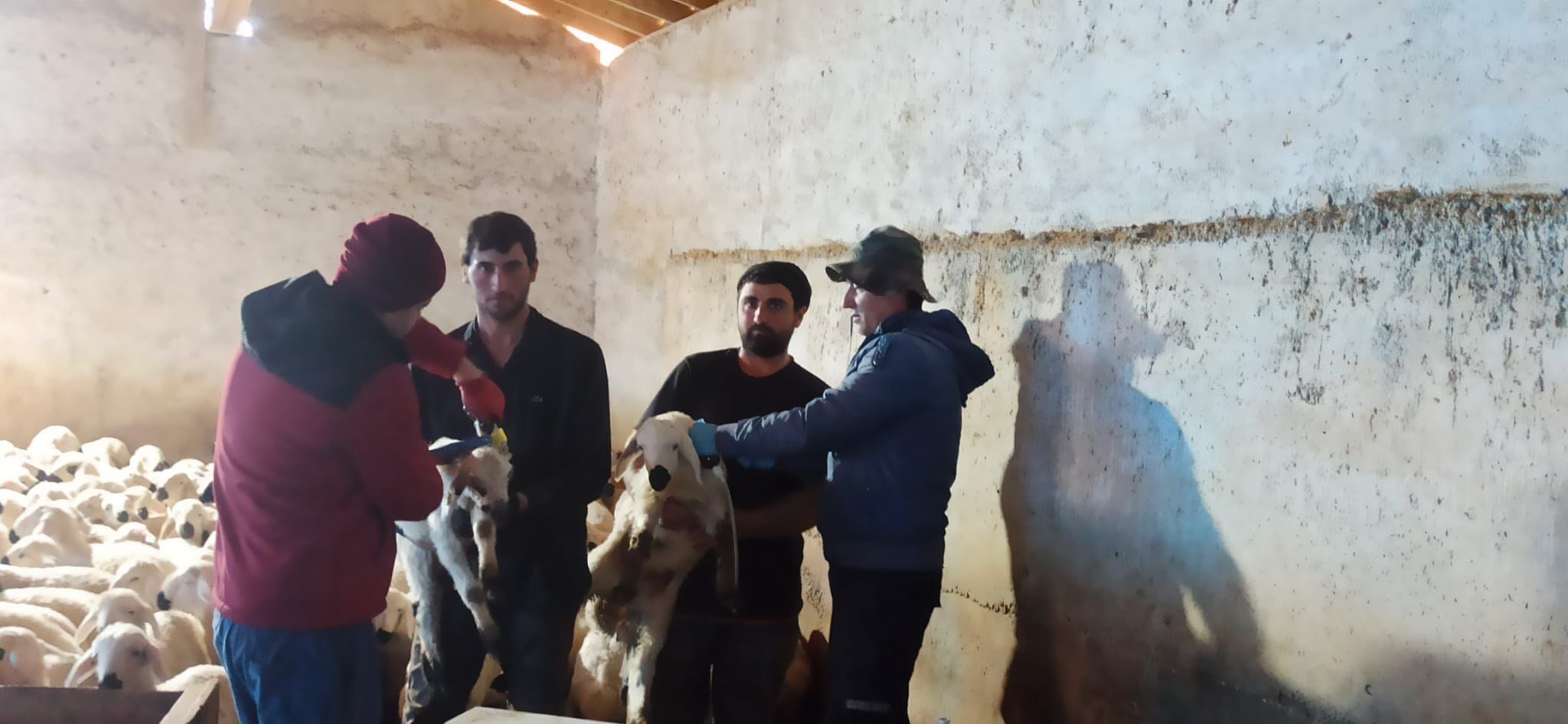 Küçükbaş Hayvanlar Tek Tek İzleniyor 2