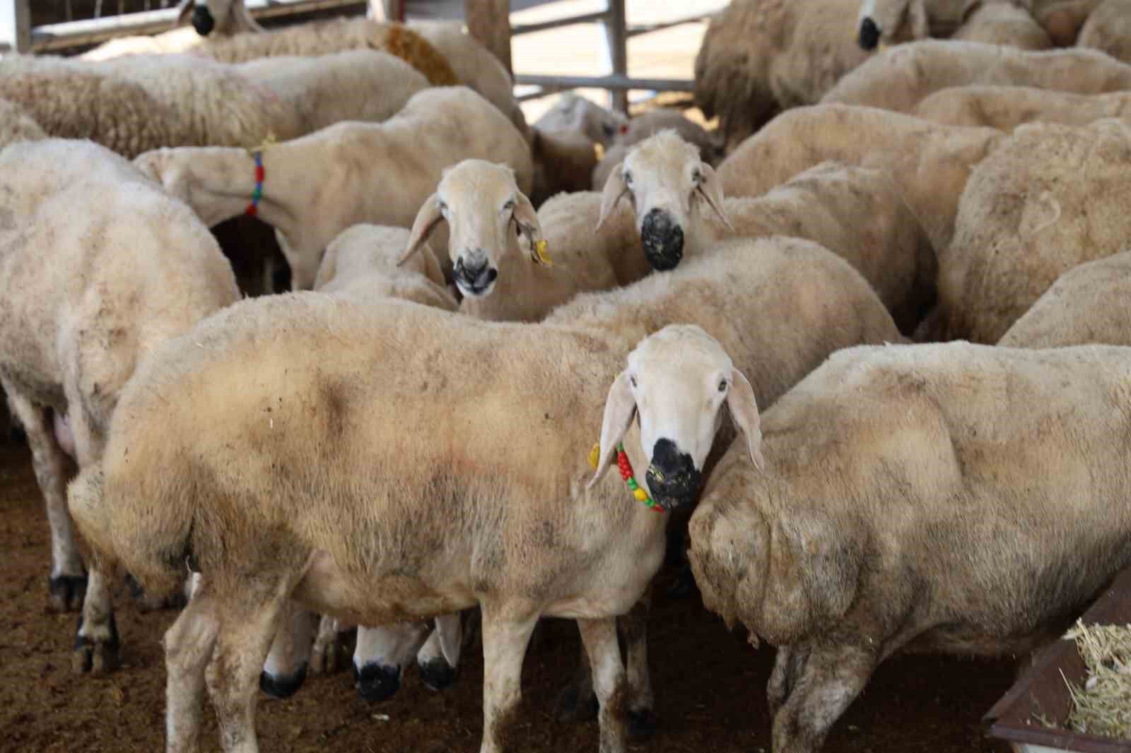 830 Kiloluk Tosun Otomobil Fiyatına Alıcı Buldu1