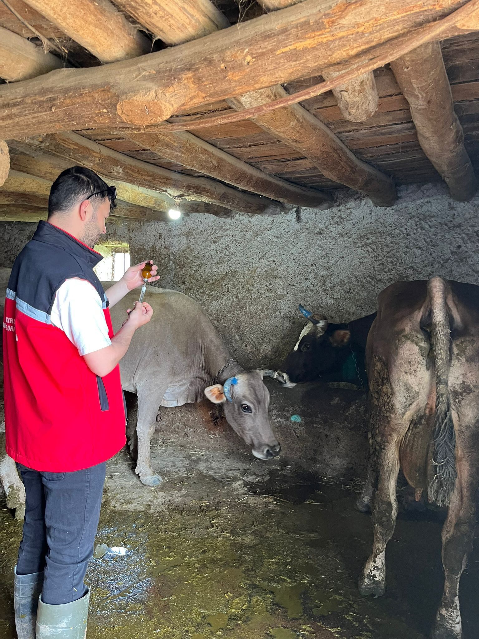 Kırşehir’de Hayvan Sağlığı Çalışmaları Aralıksız Sürüyor 3