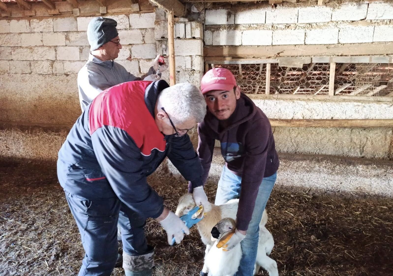 Kırşehir’de Hayvanlar Tek Tek Kayıt Altına Alınıyor 6