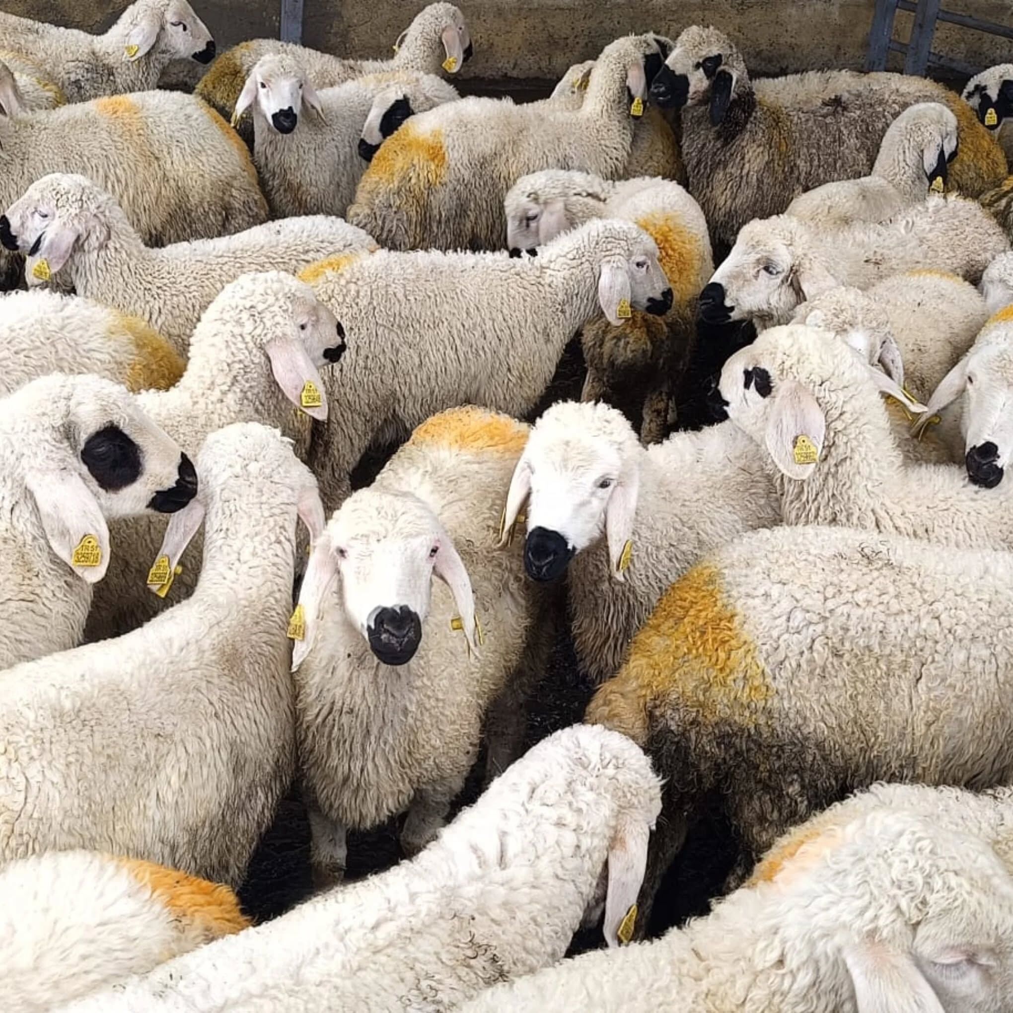 Kırşehir’de Kurban Pazarında Satışlar Geçen Yıla Göre %50 Geriledi 4