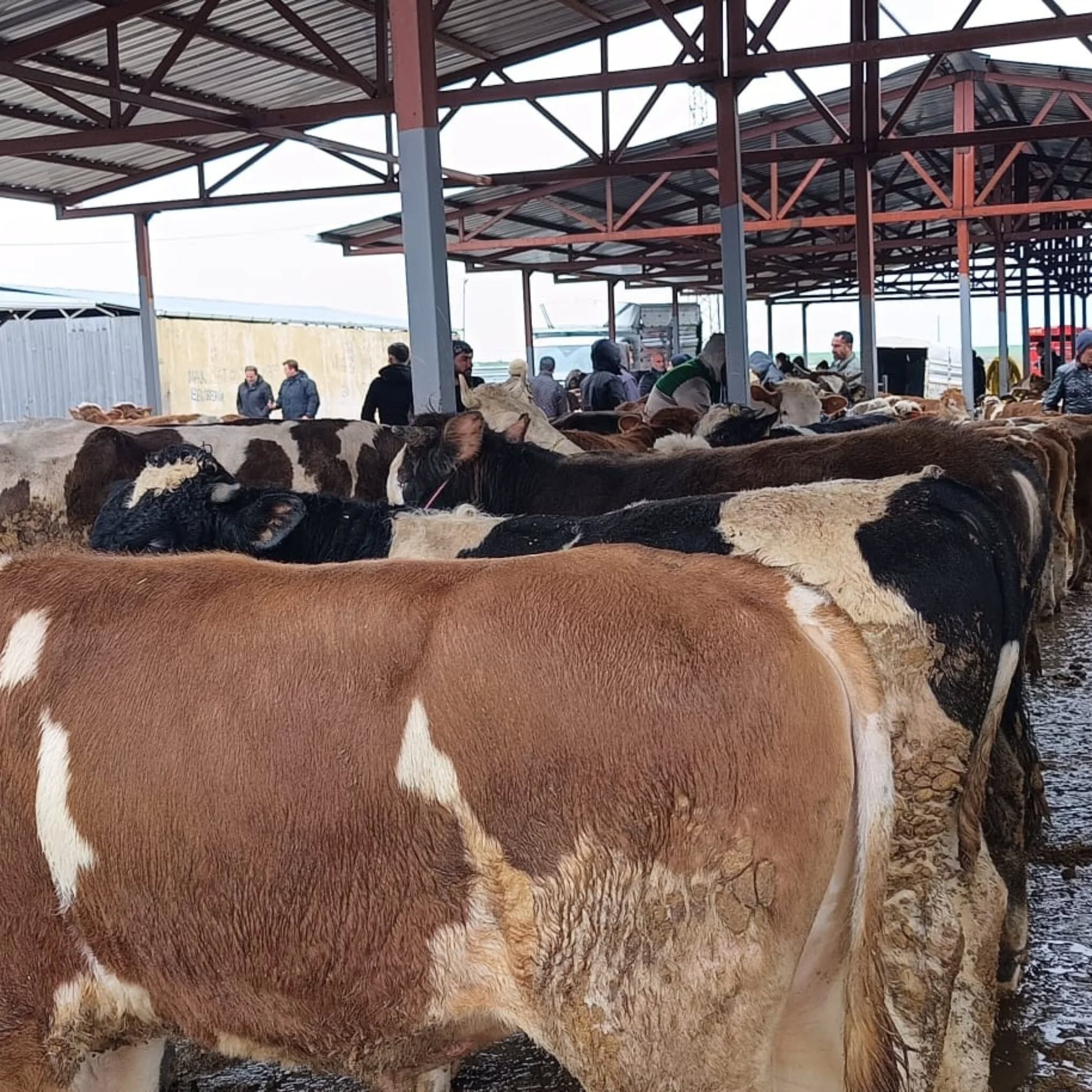 Kırşehir’de Kurban Pazarında Satışlar Geçen Yıla Göre %50 Geriledi