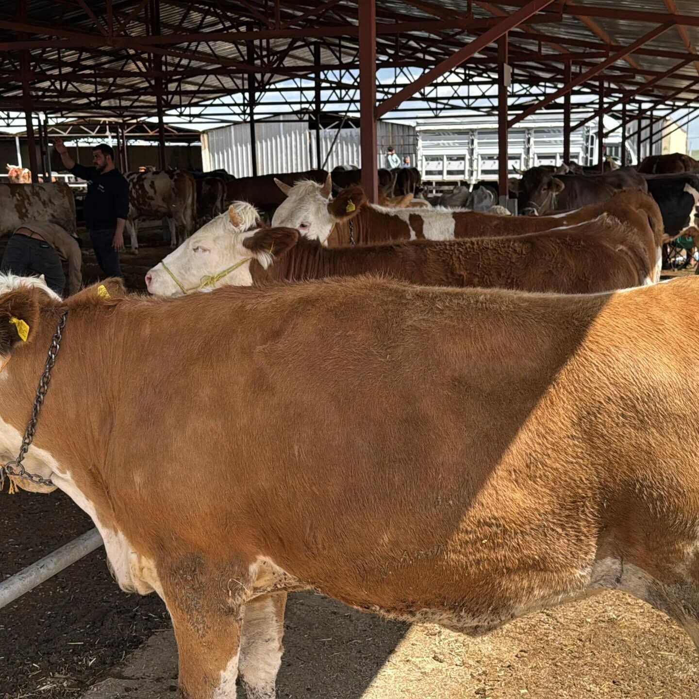 Kırşehir’de Kurbanlık Hareketliliği Sürüyor 4