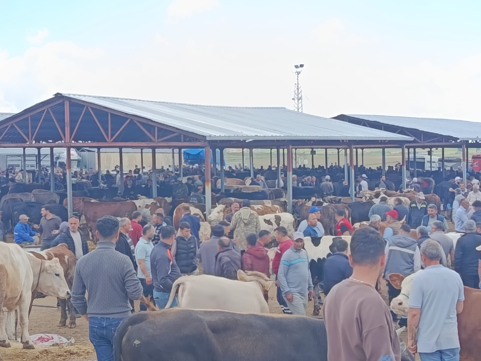 Kırşehir’de Kurbanlık Satışları Beklentinin Altında Kaldı 1