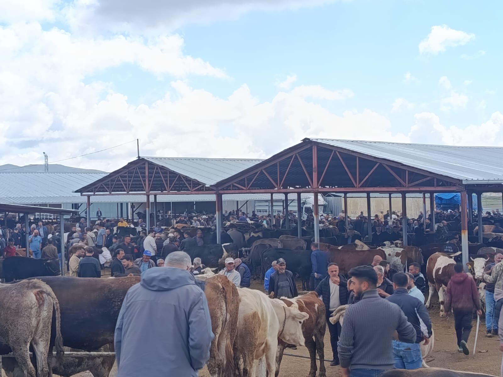 Kırşehir’de Kurbanlık Satışları Beklentinin Altında Kaldı 2