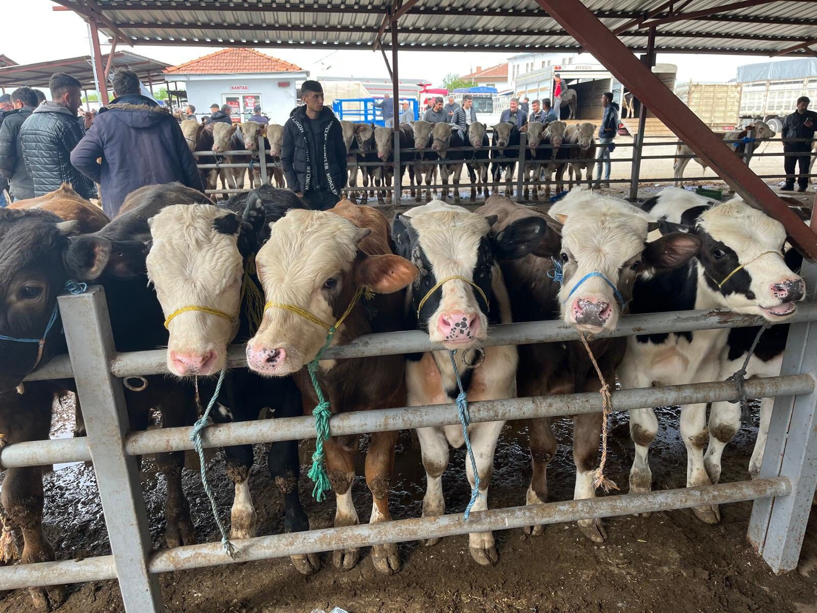 Kurbanlık Pazarında Sağlık Ve Belgeler Tek Tek Kontrol Edildi 1
