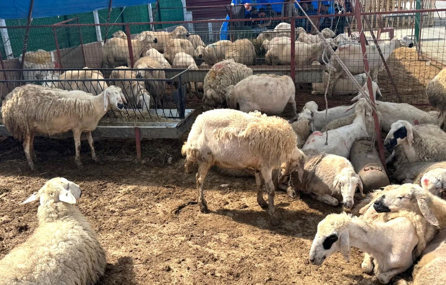 Pazar Günü De Açık Olacak (1)