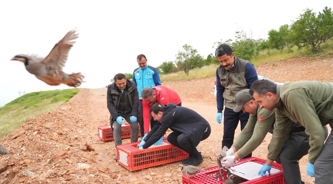 Kırşehir’de Kenelere Karşı Kanatlı Ordu Göreve Başladı (11)