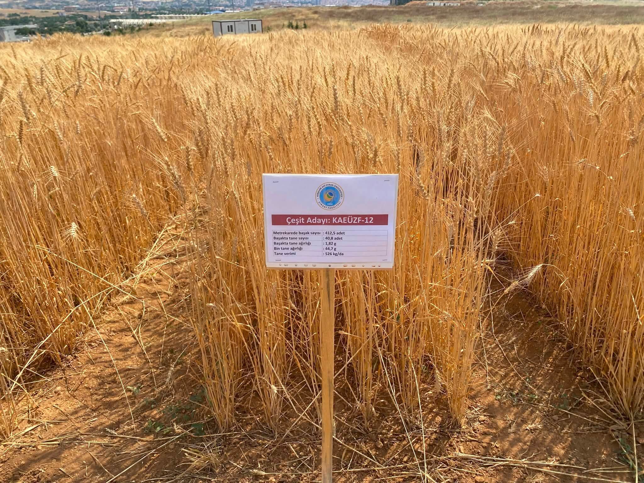 Boztepe Ziraat Odası Çiftçileri Deneme Tarlalarıyla Buluşturdu 2