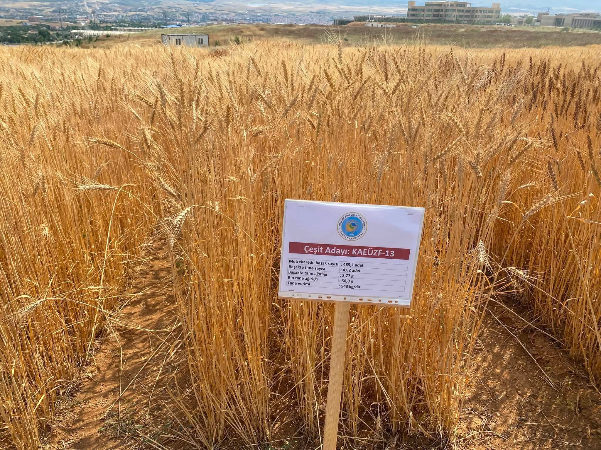 Boztepe Ziraat Odası Çiftçileri Deneme Tarlalarıyla Buluşturdu 3