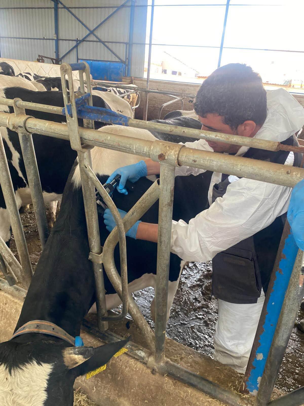 Hayvan Sağlığı İçin Kırşehir'de Kapsamlı Çalışma Başlatıldı 1
