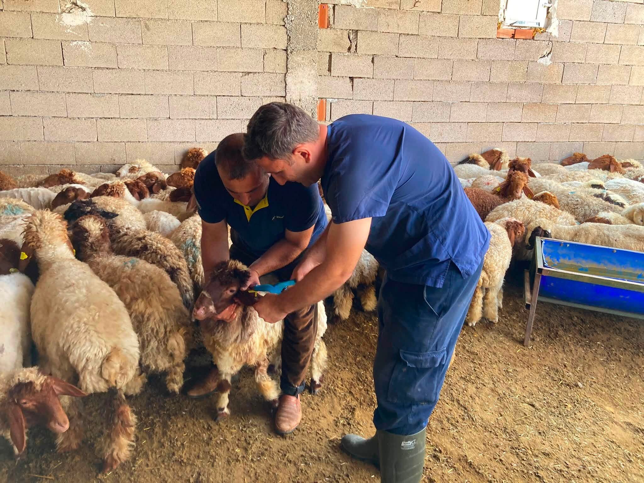 Kırşehir'de Denetimler Ve Aşılama Çalışmaları Aralıksız Sürüyor 5