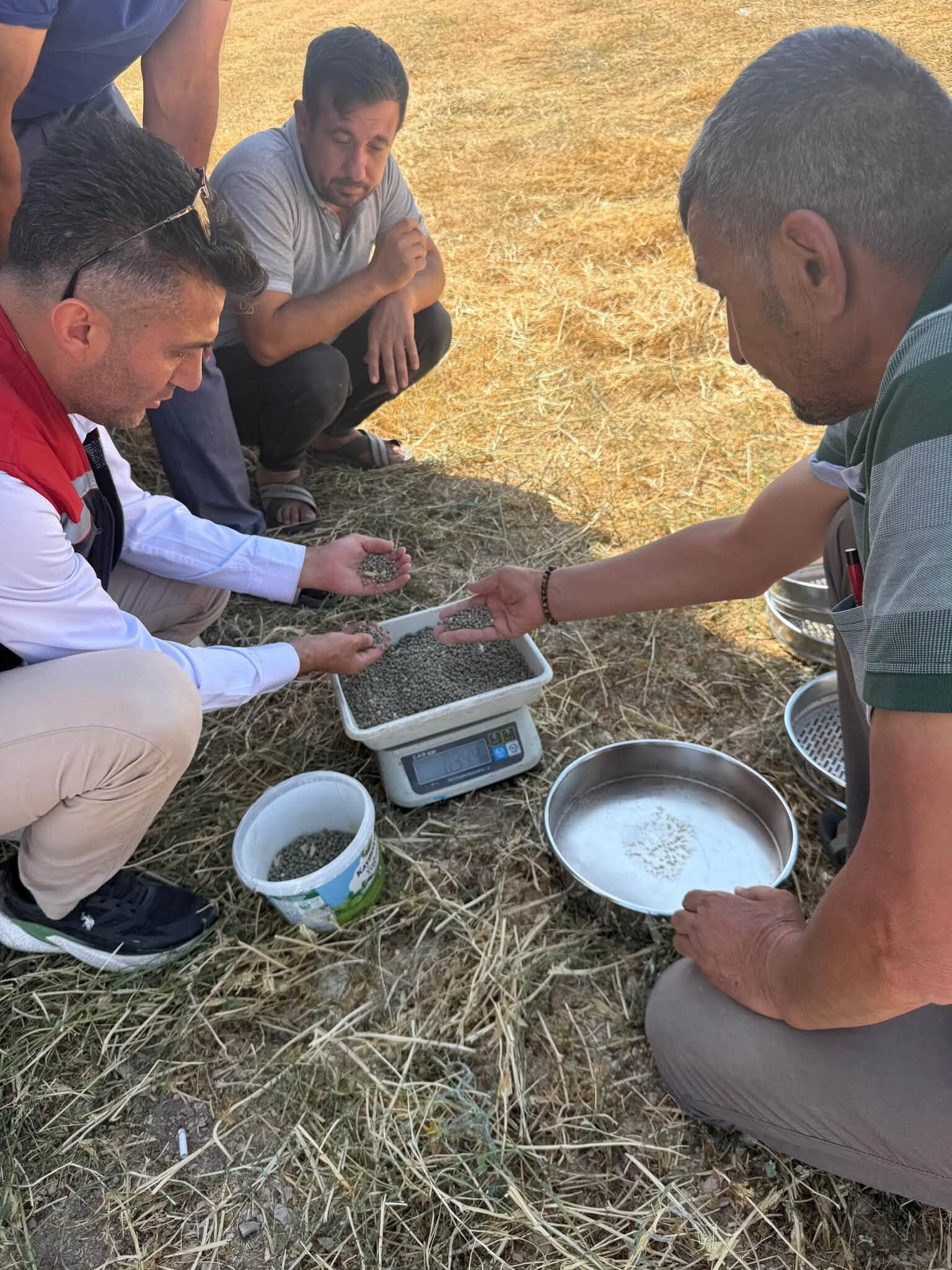 Yeşil Elmas Hasadı Başladı! 1