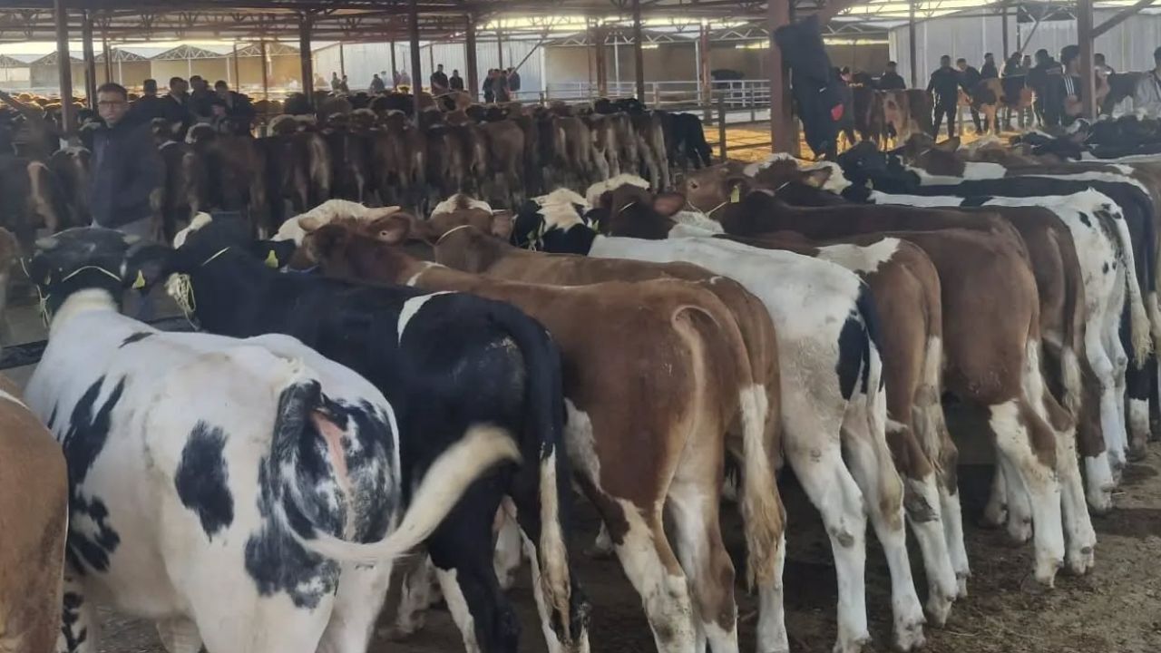 Kırşehir’de Canlı Hayvan Pazarı Yeniden Hareketlendi! 1