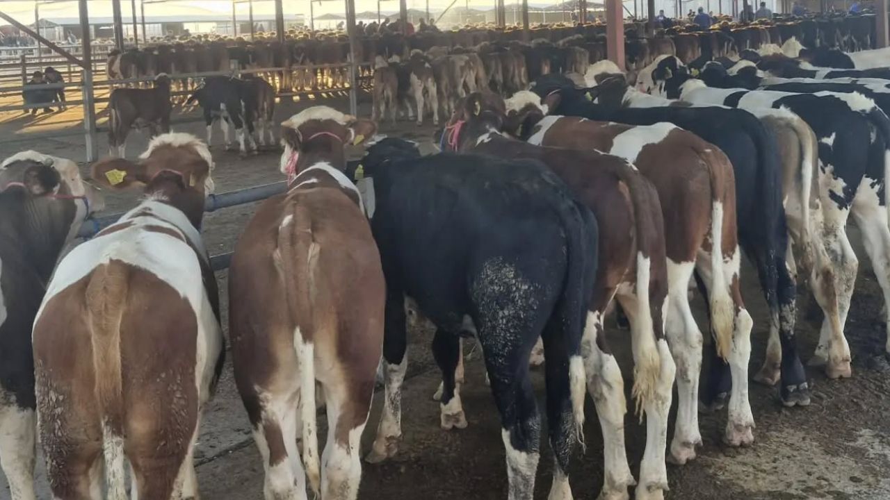 Kırşehir’de Canlı Hayvan Pazarı Yeniden Hareketlendi! 3