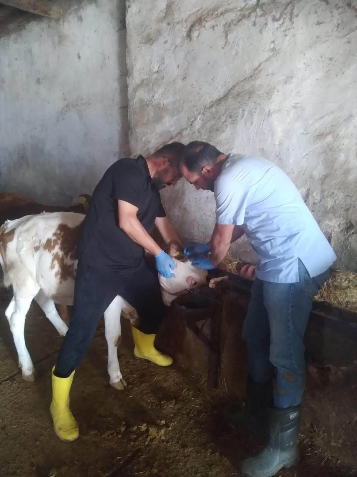 Kırşehir’de Hayvan Sağlığı İçin Saha Çalışmaları Sürüyor 2