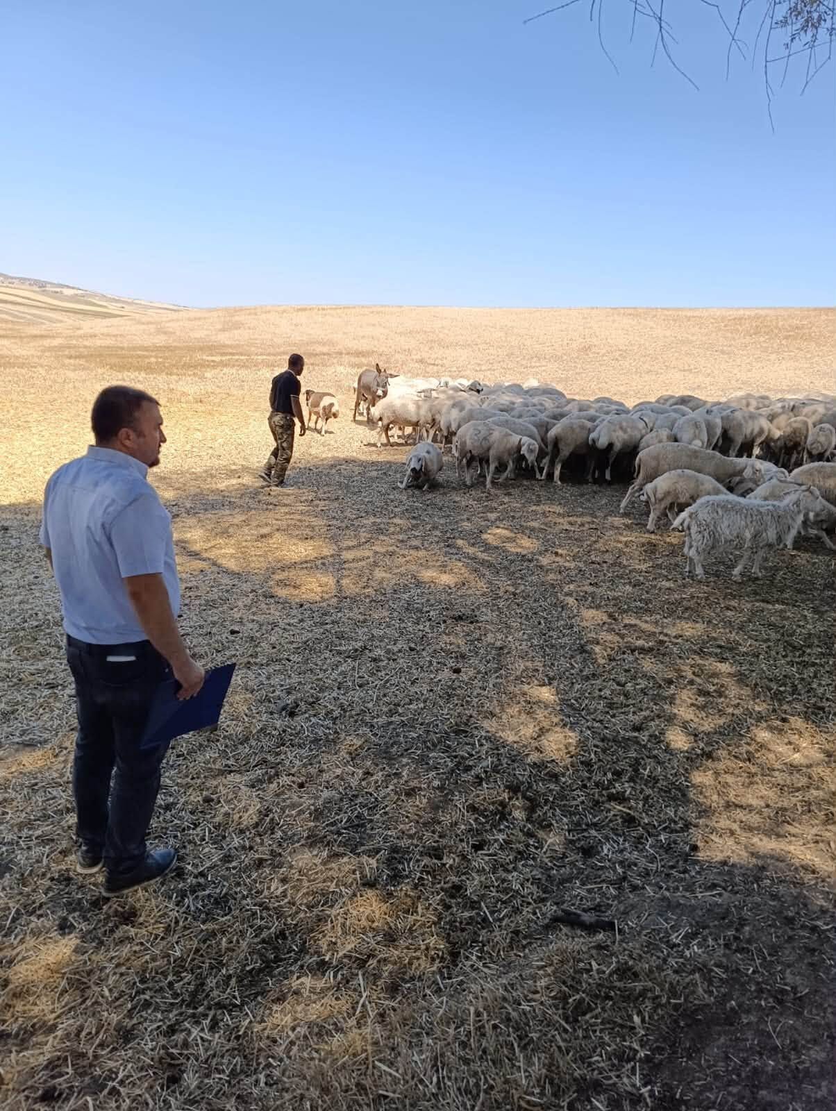 Kırşehir’de Hayvan Sağlığı İçin Saha Çalışmaları Sürüyor 3