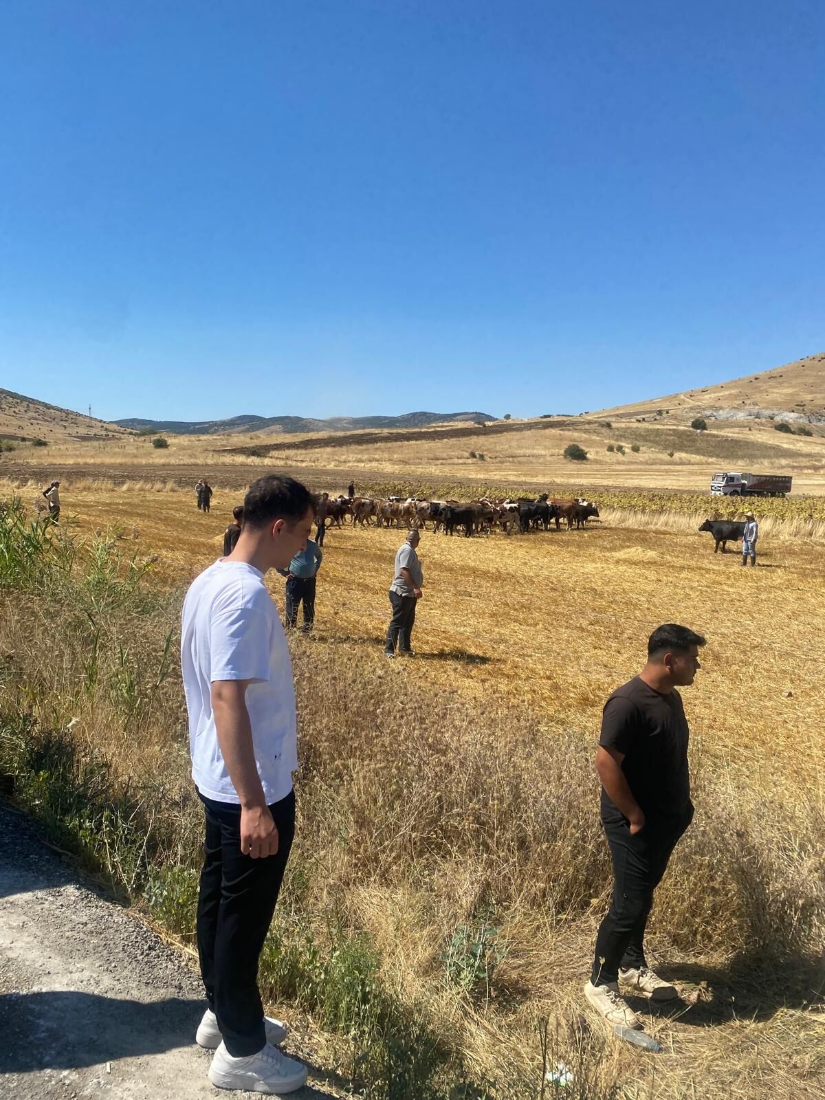 Kırşehir Boztepe Yolunda Hayvan Yüklü Tir Devrildi 2