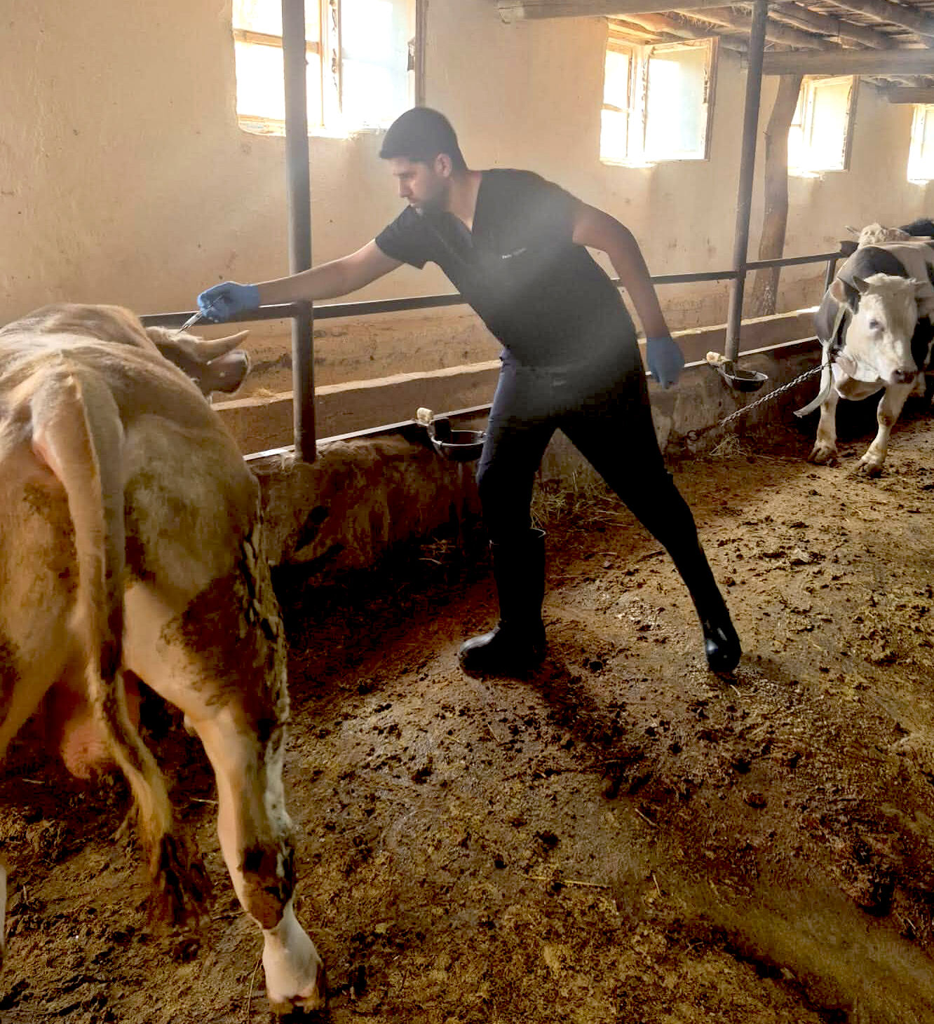 Kırşehir’de Hayvanlar Için Aşılama Seferberliği (1)