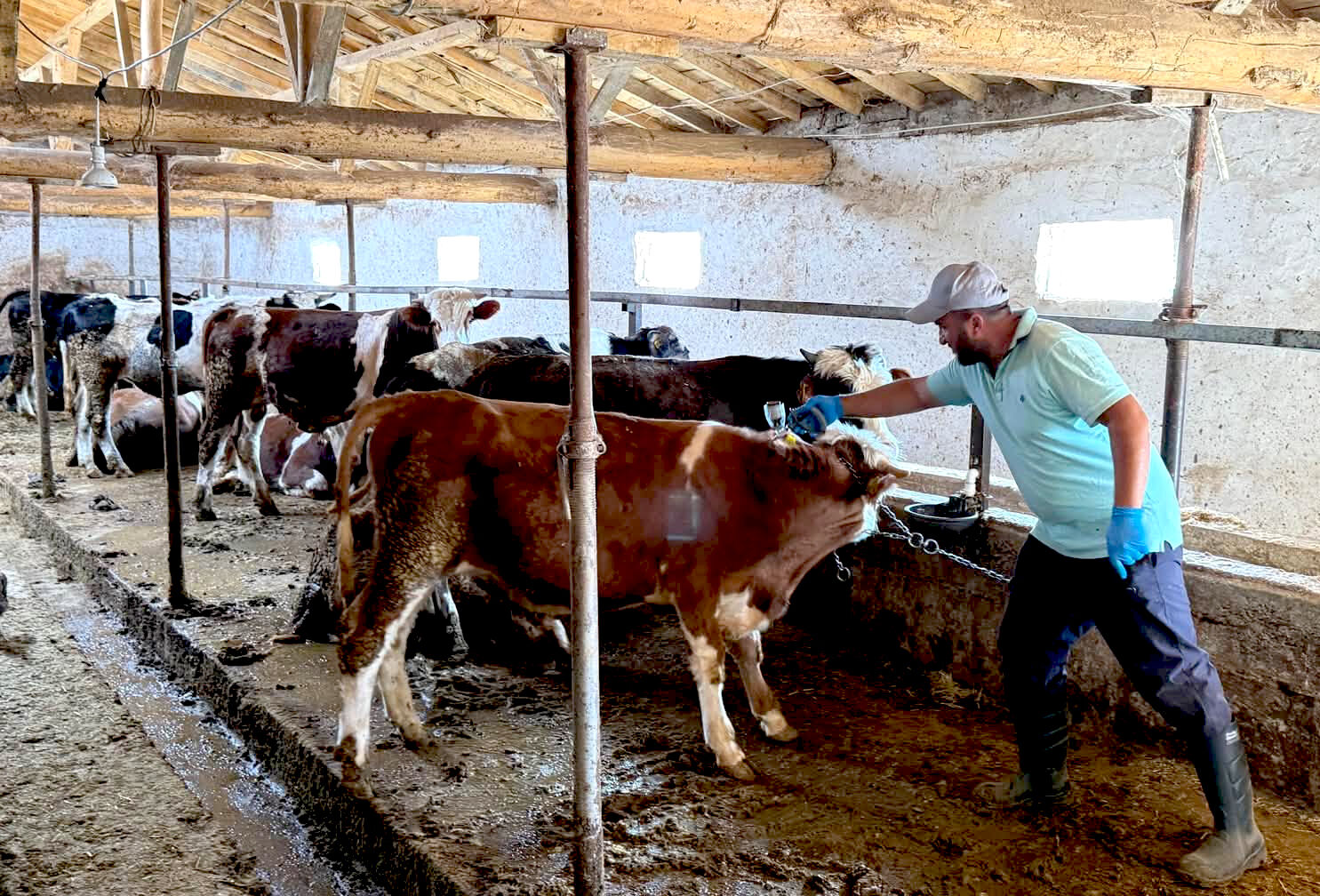 Kırşehir’de Hayvanlar Için Aşılama Seferberliği (4)