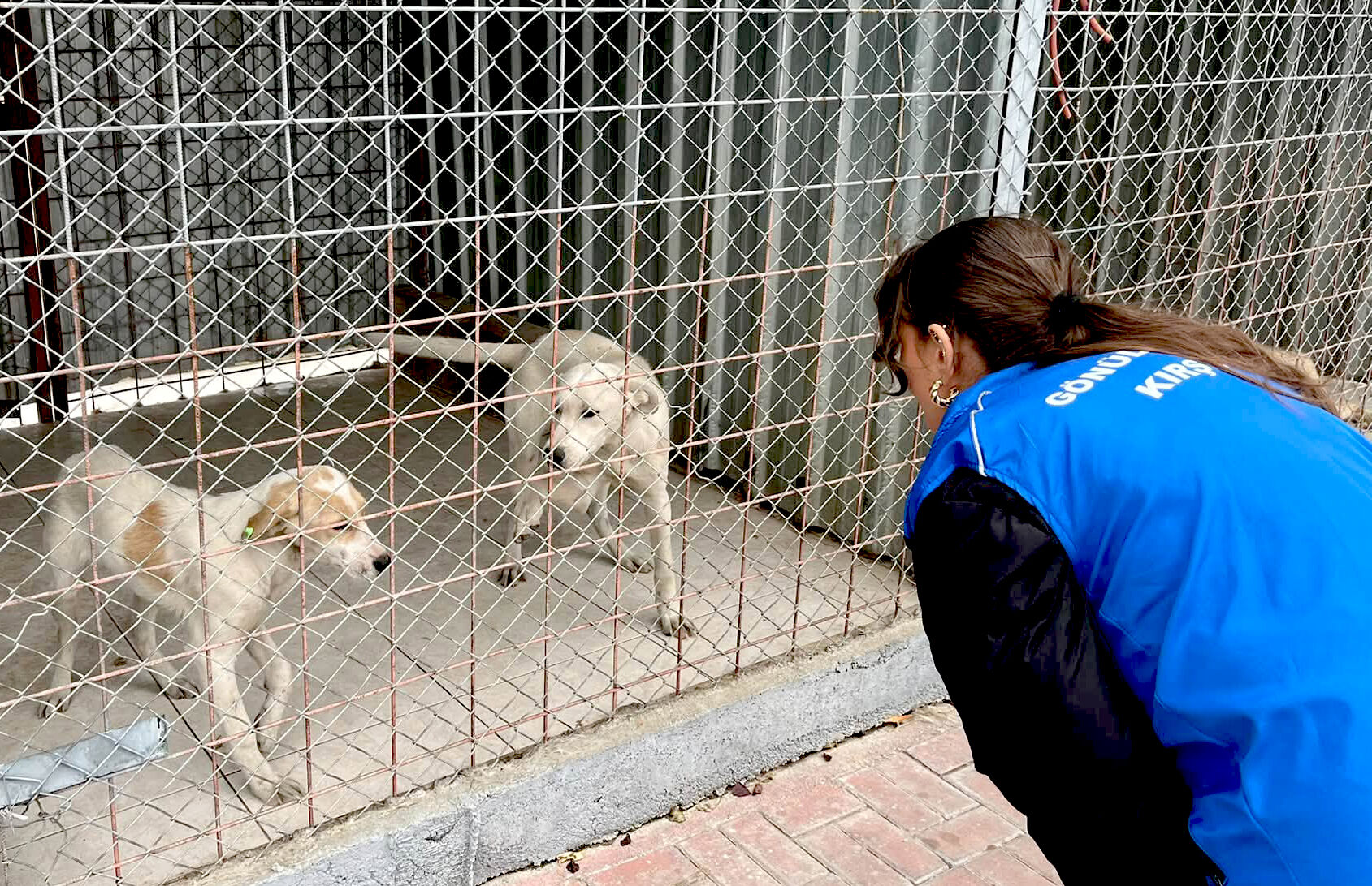 Gençler, Barınaktaki Can Dostlarını Yalnız Bırakmadı (2)