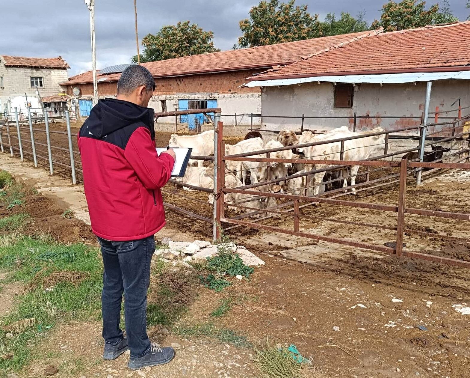 Kırşehir’de 2027 Ithalat Başvuruları Öncesi Hayvancılık Işletmeleri Denetlendi (10)