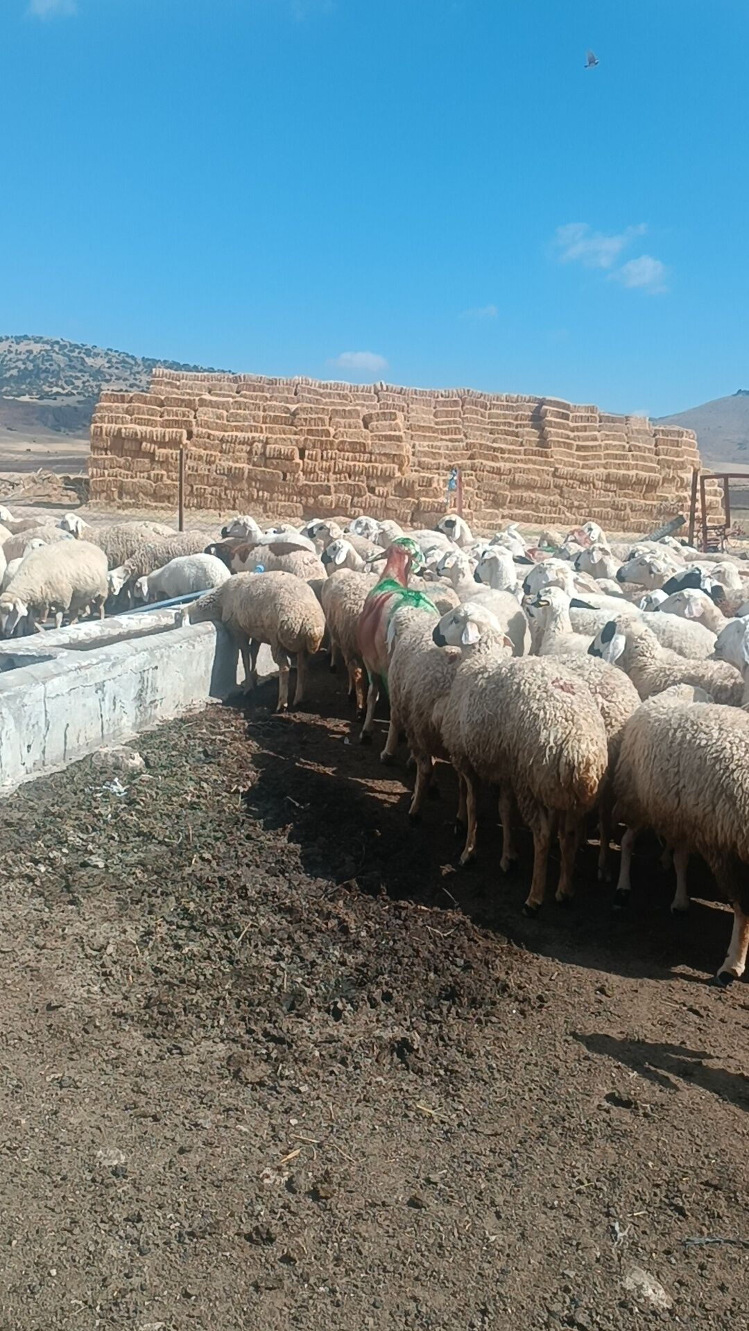 Kırşehir’de Asırlık Gelenek Yaşatıldı 3