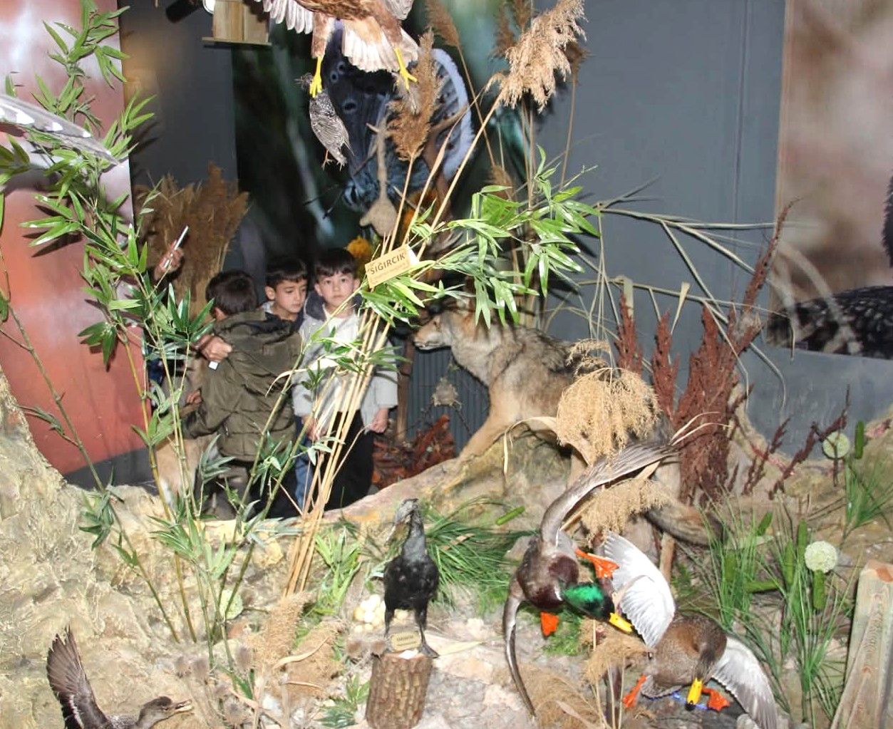 Kırşehir’de Minik Kaşifler Tabiat Müzesinde Yaban Hayatını Keşfetti (3)