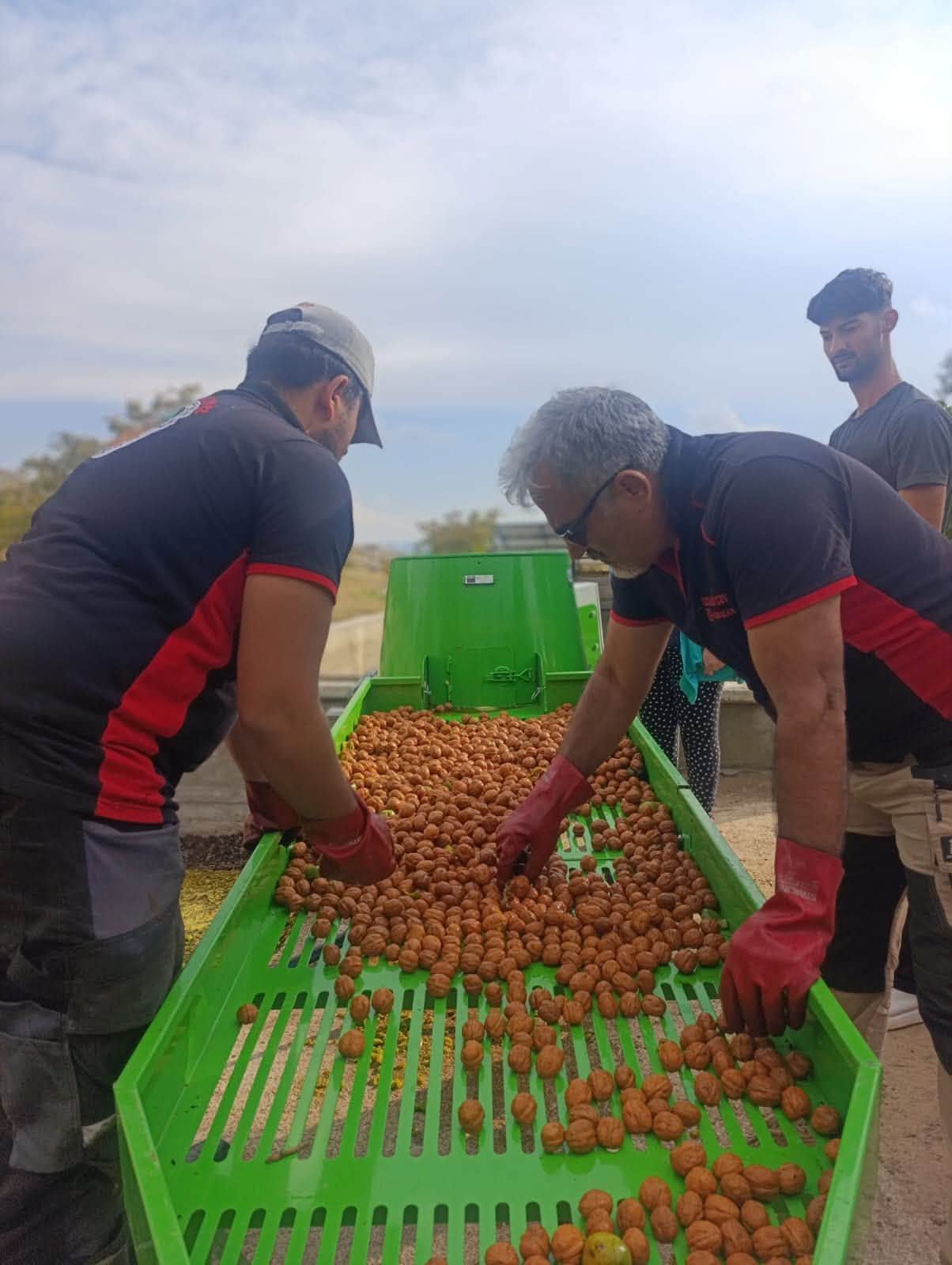 Kırşehir’in Ceviz Diyarı Kaman’da Hasat Mesaisi Başladı 2