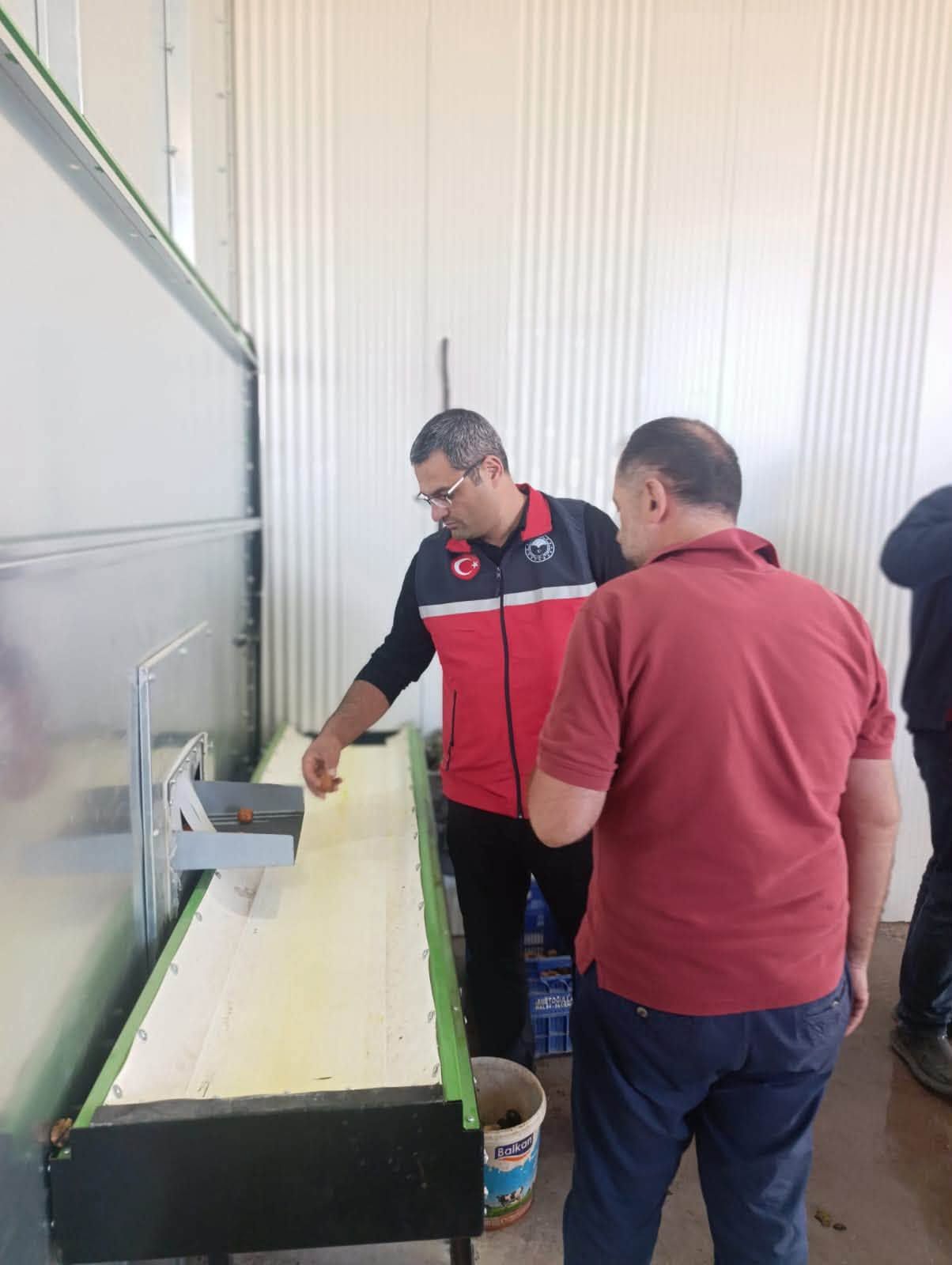 Kırşehir’in Ceviz Diyarı Kaman’da Hasat Mesaisi Başladı 4