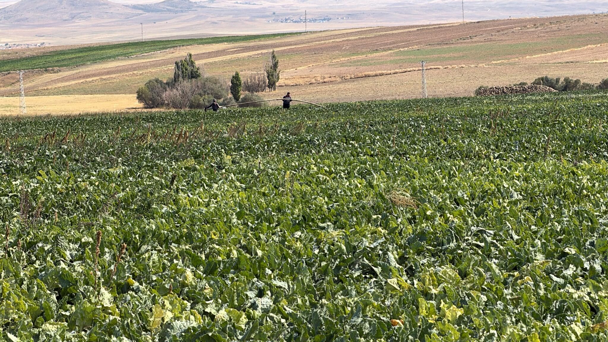 Kuruağıl Köyünde Pancar Hasadı Başladı, Verim Açıklandı 1